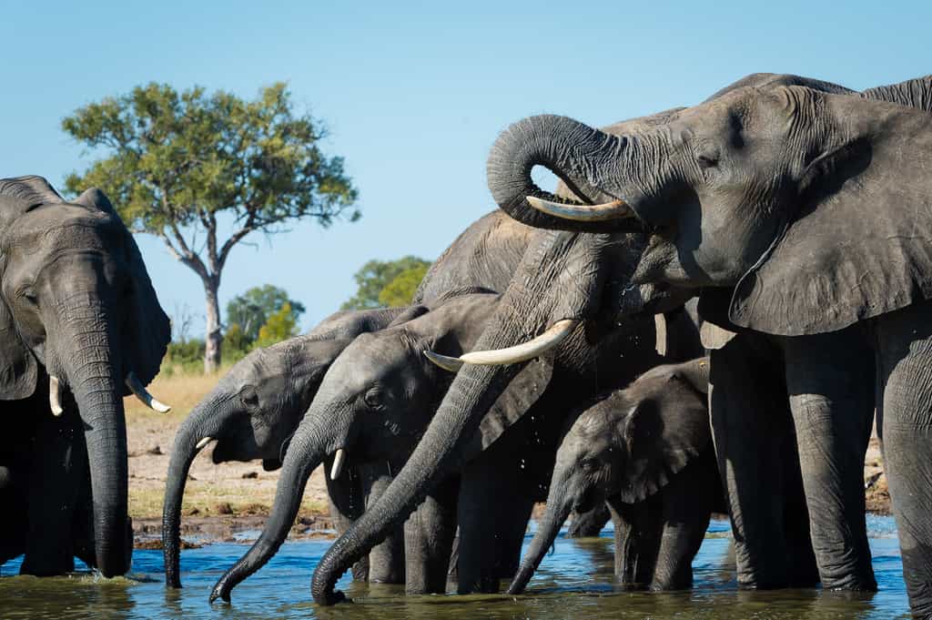 Elephant drink at a Hwange waterhole