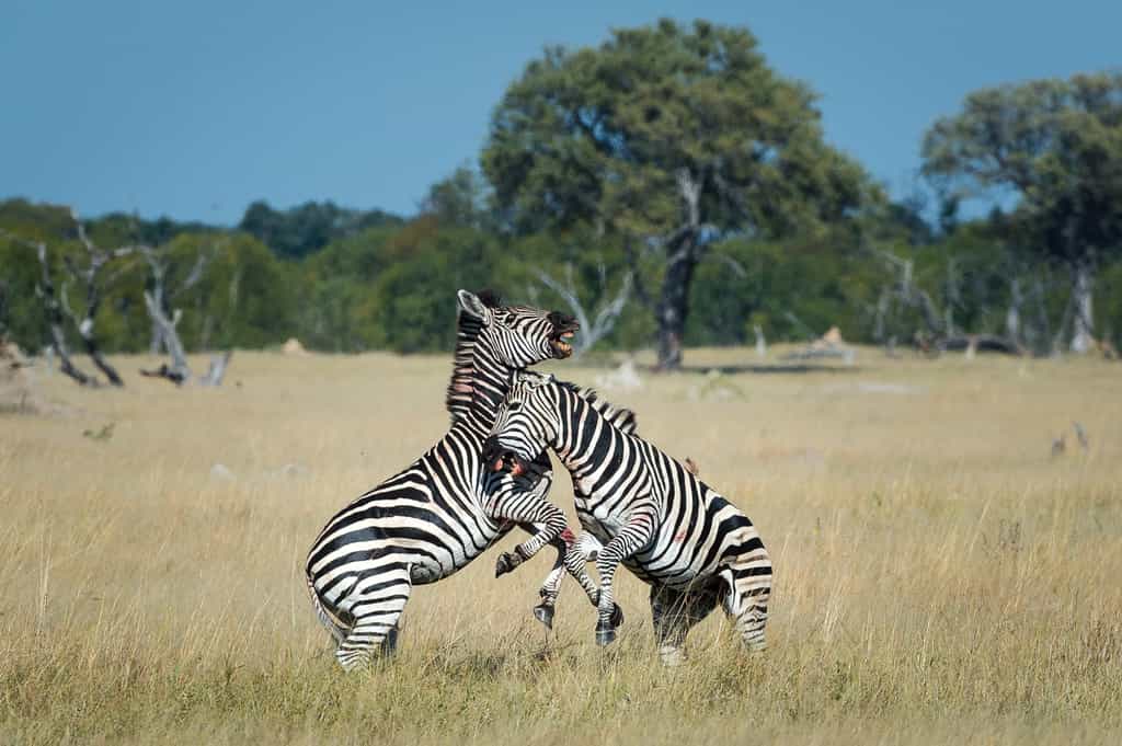 Battle for dominance