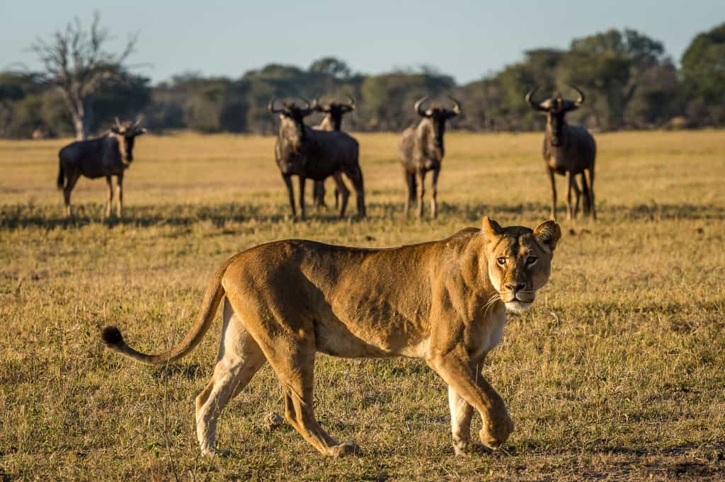 Lioness crossing the plain 