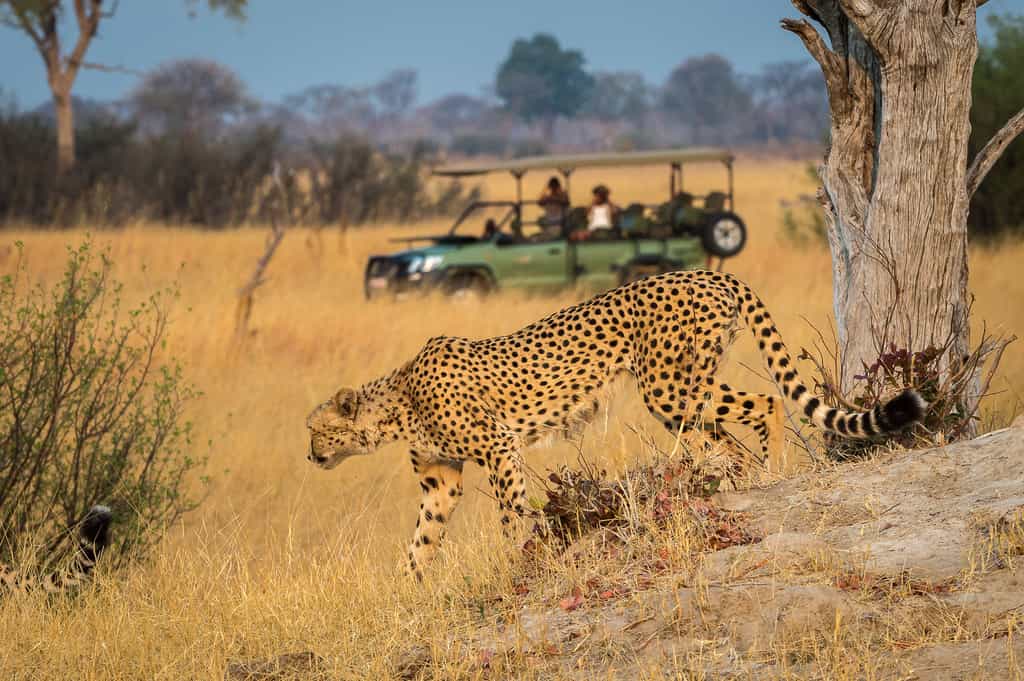 Cheetah seen on the game drive