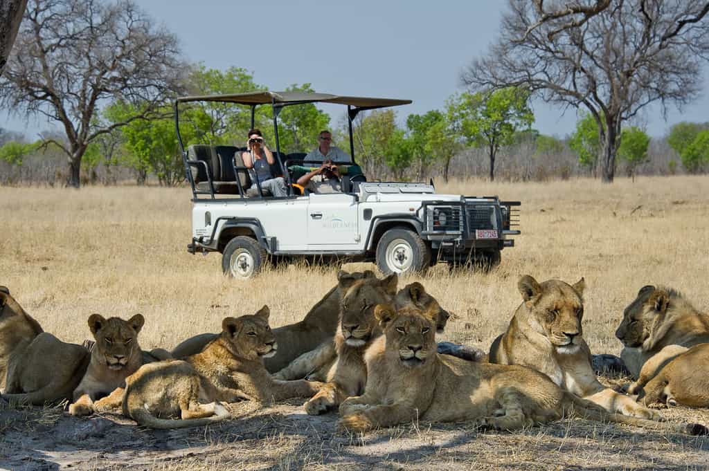 A pride of lion seen on a game drive