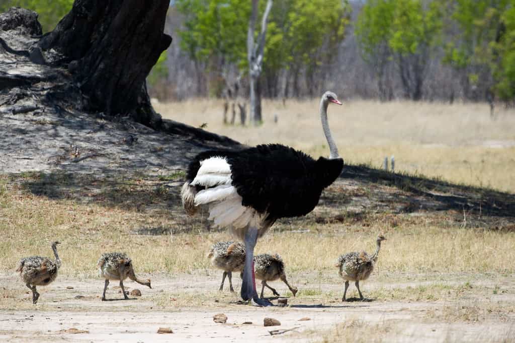 An ostrich and her chicks