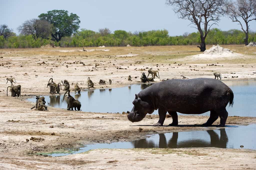 Wildlife such as hippo and baboon congregate around the waterholes