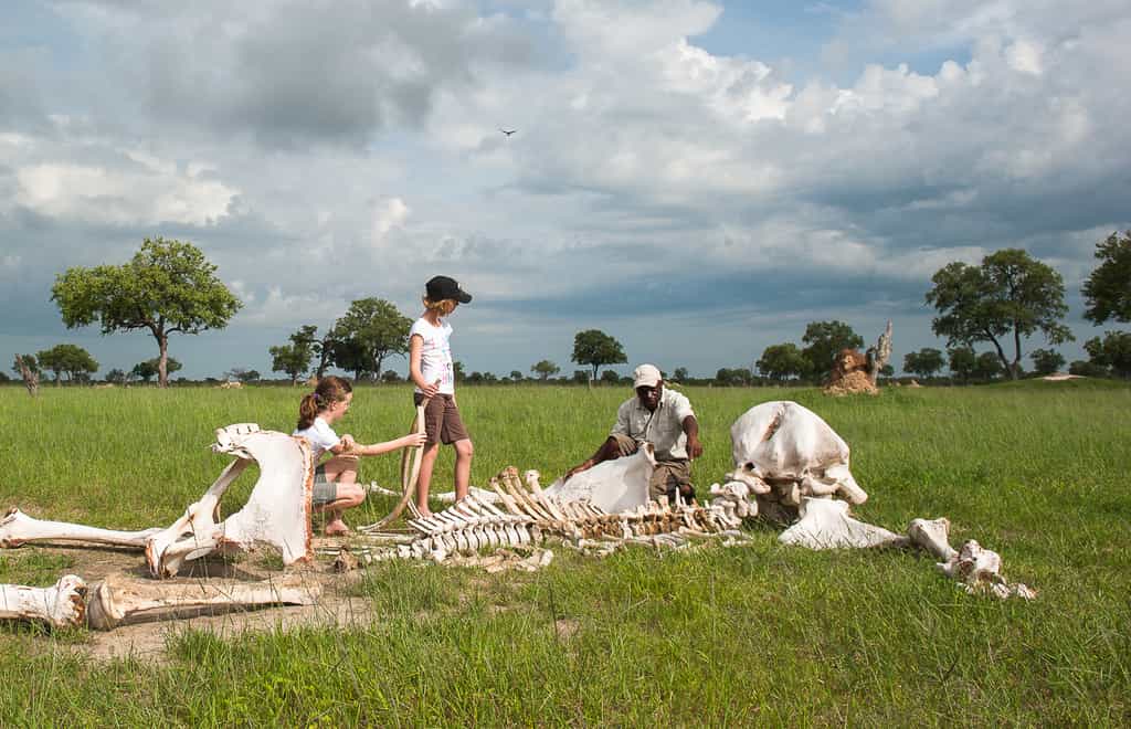 Children examine an elephant skeleton