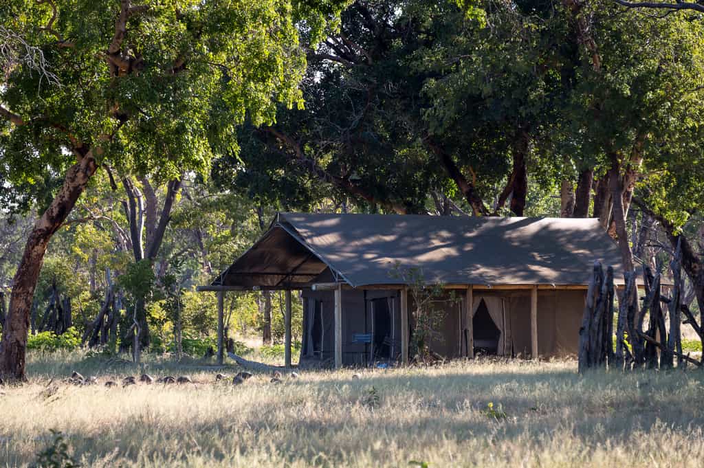 Guest tents are surrounded by natural vegetation
