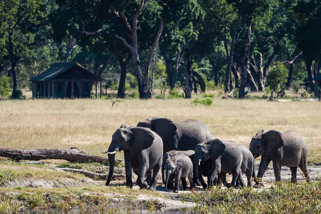 Elephants close to camp