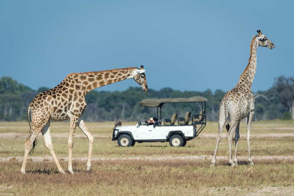 Giraffe frame the photo