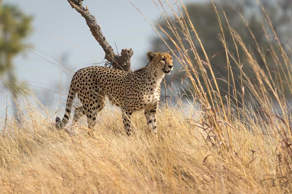 Cheetah on the move
