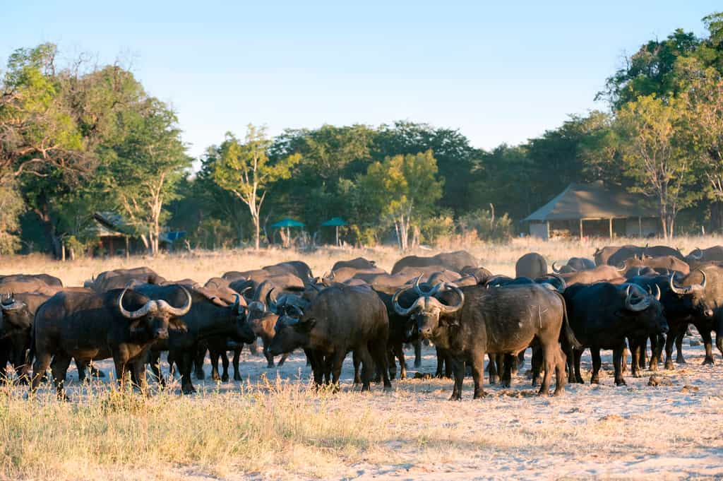 Cape Buffalo