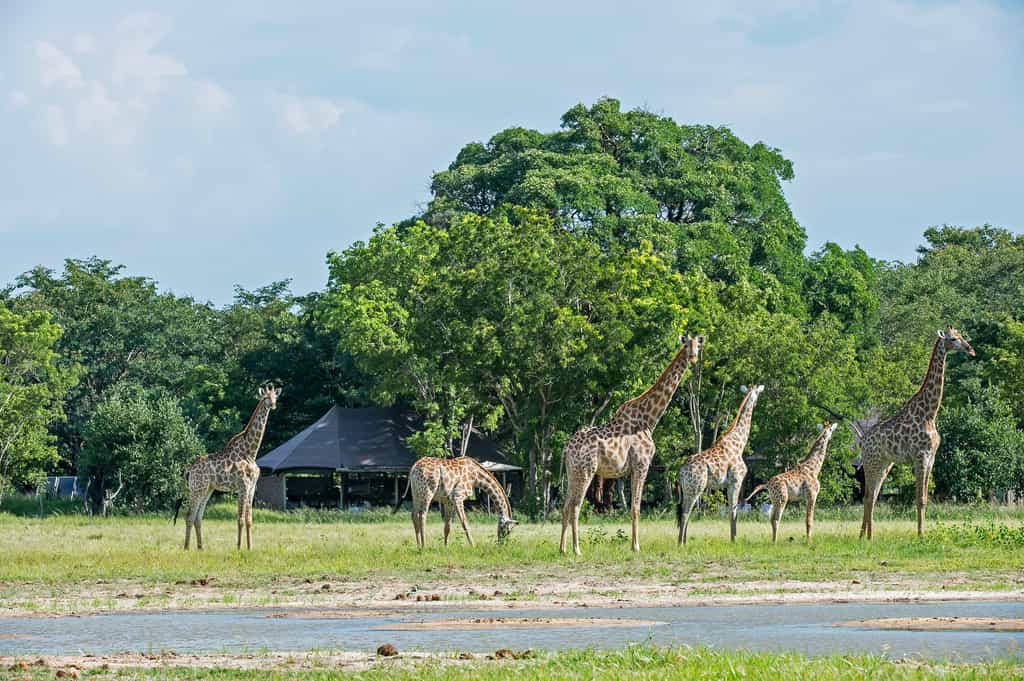 Giraffe at Little Makalolo waterhole