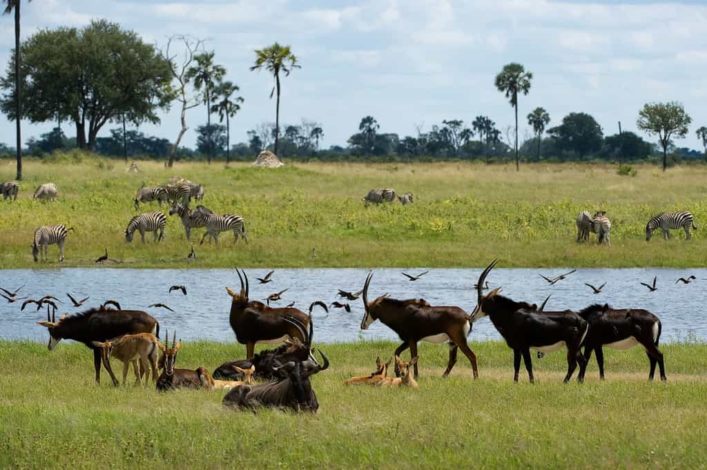 Sable gather at a Mbiza waterhole