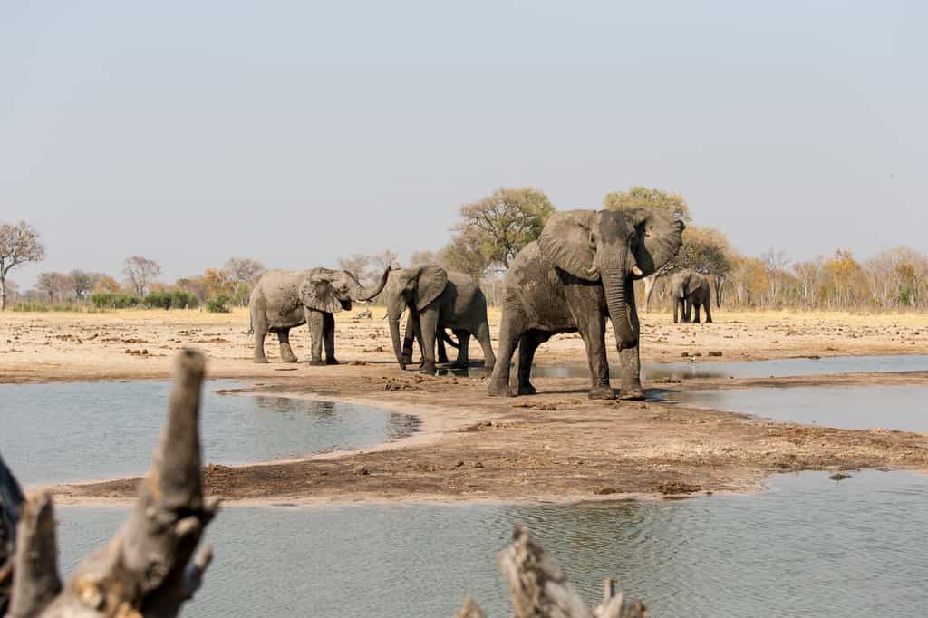 Eye level with the elephants at Lt Makalolo's log pile hide