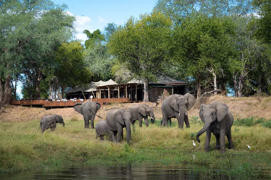 Ruckomechi is the elephants’ favourite camp