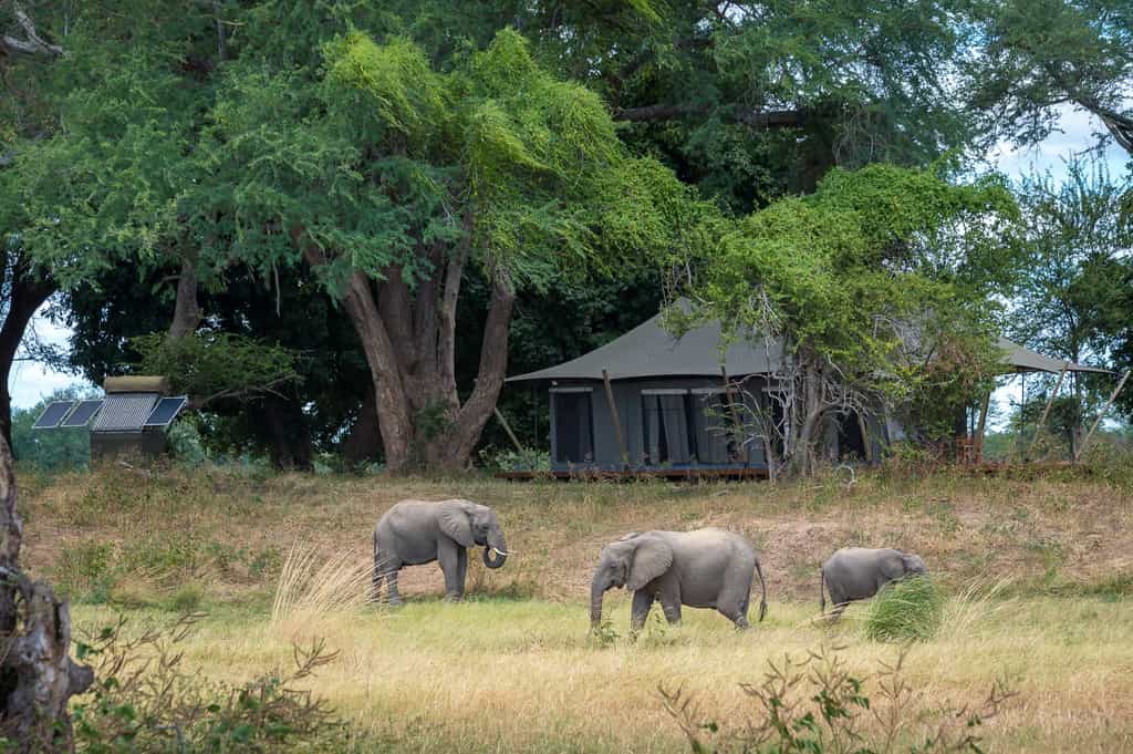 Elephant feeding on the floodplain in front of a guest tent
