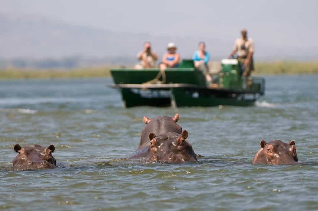 Hippo are a regular sighting in the Zambezi River
