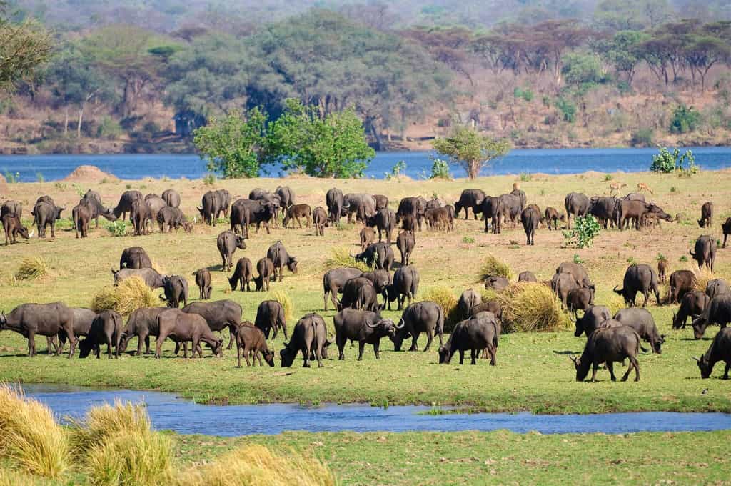 Buffalo graze on an island in the Zambezi River