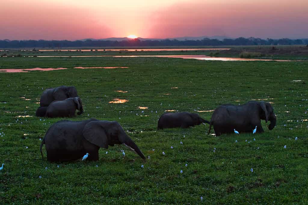 African elephant feeding in the floodplain