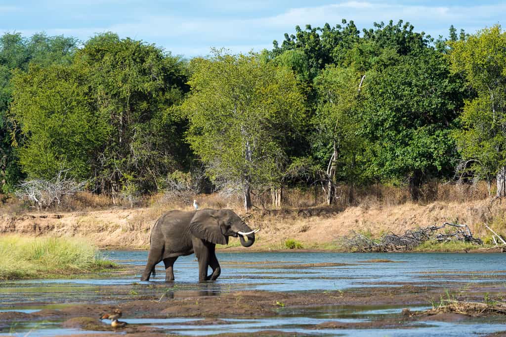Elephant crossing a shallow section of the Zambezi River