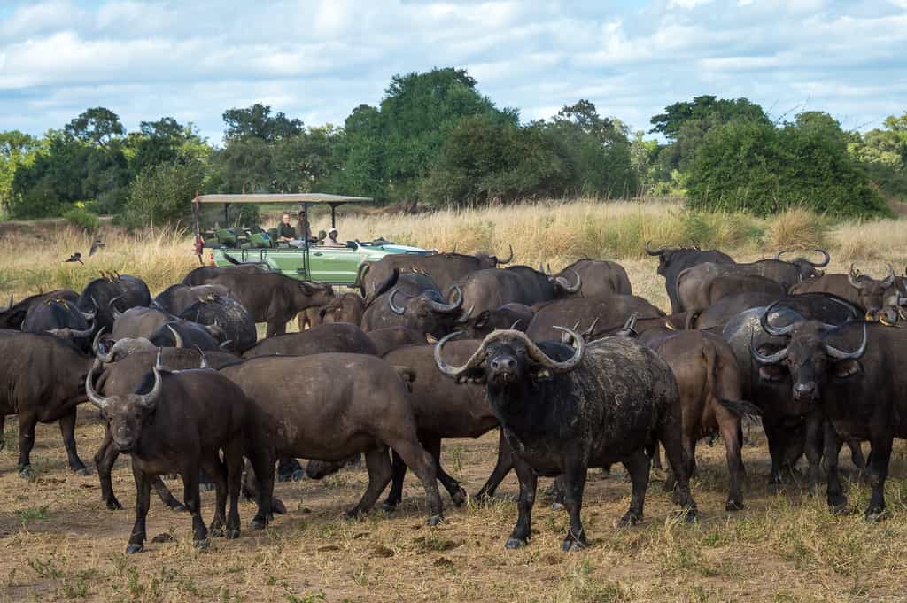 Buffalo on the floodplain behind camp