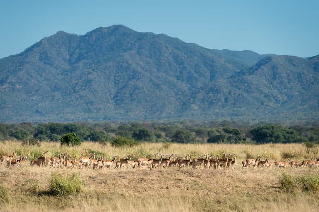 Impala flourish in Mana Pools National Park