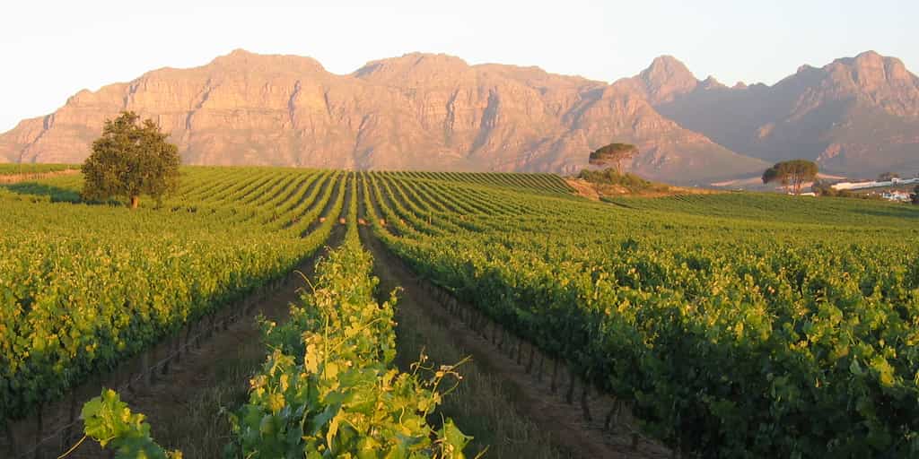 Kleine Zalze Vineyards