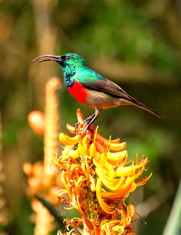 Bird Life - Game Drive