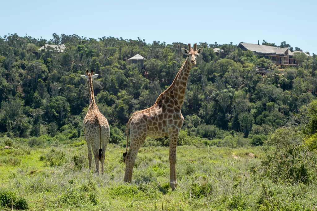 Enjoy game viewing from your suite deck and experience close-up game viewing on each safari drive