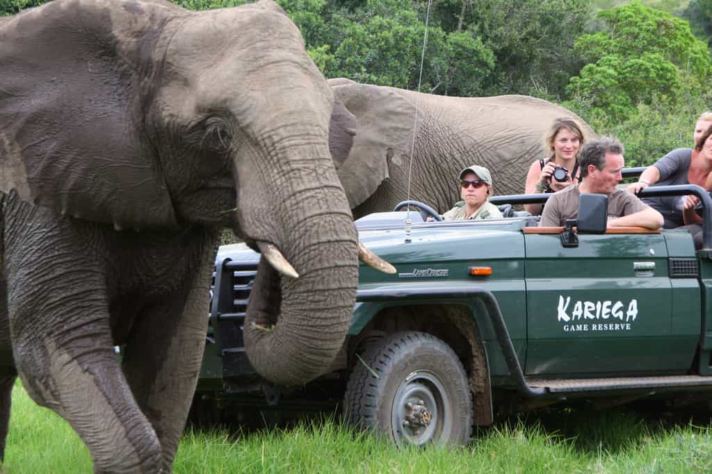 The elephant at Kariega are comfortable with game drive vehicles.