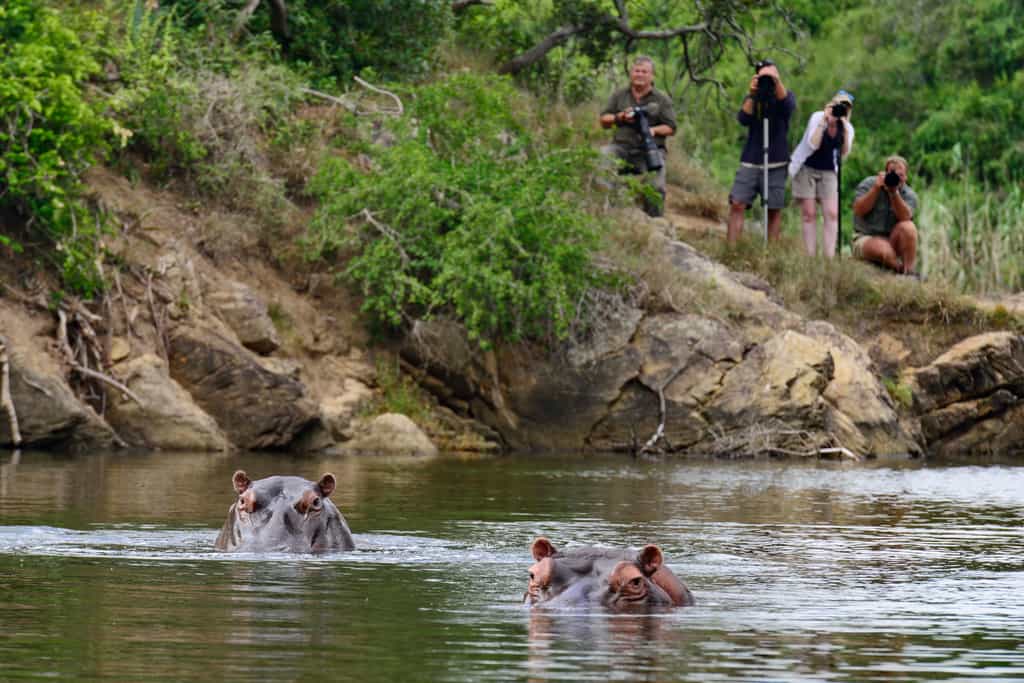 Hippo sighting