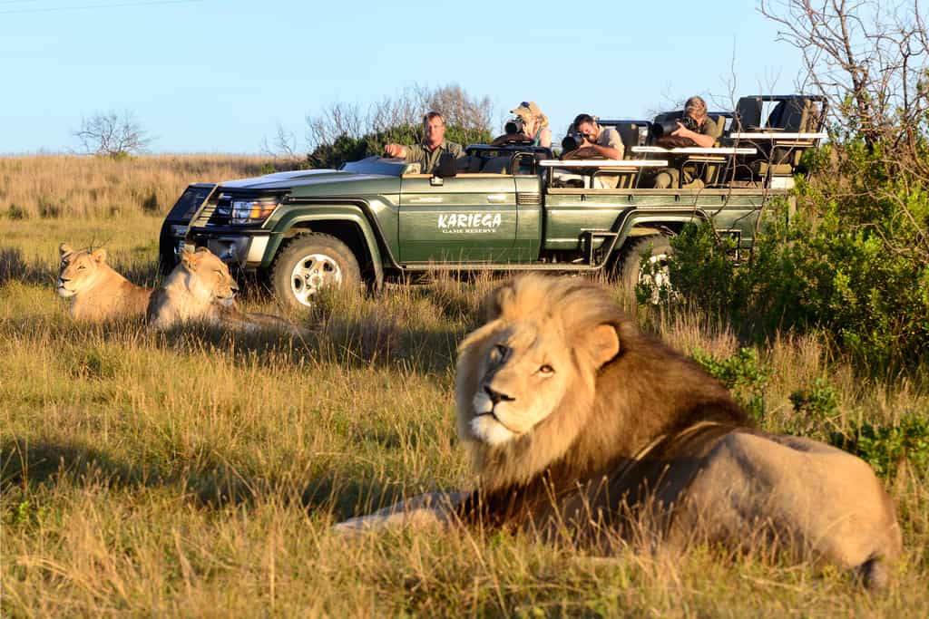 Game drive viewing Lion