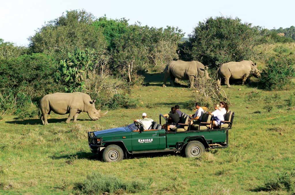 Experience close up viewing of rhino at Kariega Game Reserve.  
