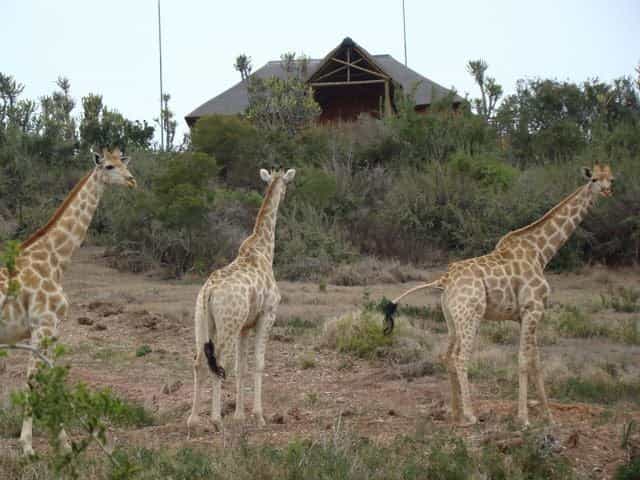 You can see why its called the Giraffe Lodge.