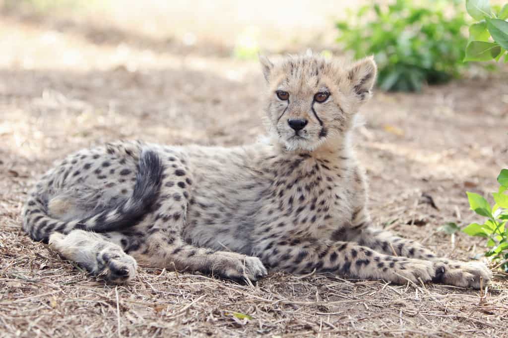 Storm arriving at Emdoneni Lodge