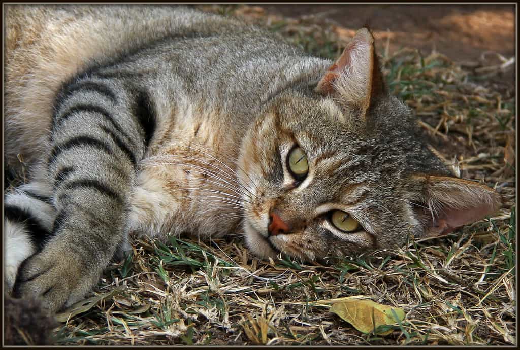 The aim of the Emdoneni Cheetah Project is to care for cheetahs, serval cats, African wildcats and caracal (lynx), which have been orphaned or injured in the wild and are in need of care and rehabilitation. 