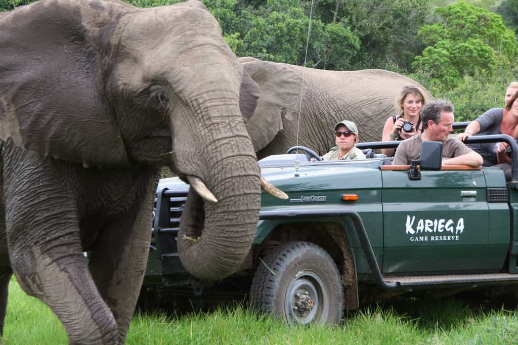 Close up viewing of elephant at Kariega.
