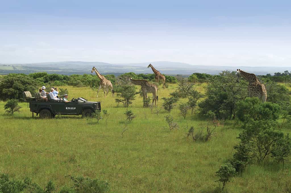 View elegant herds of giraffe at Kariega Game Reserve.