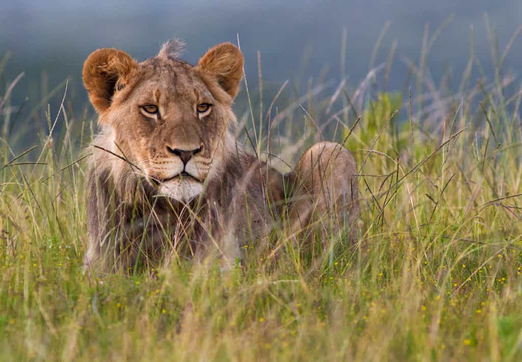 Kariega offers close-up game viewing including lion.