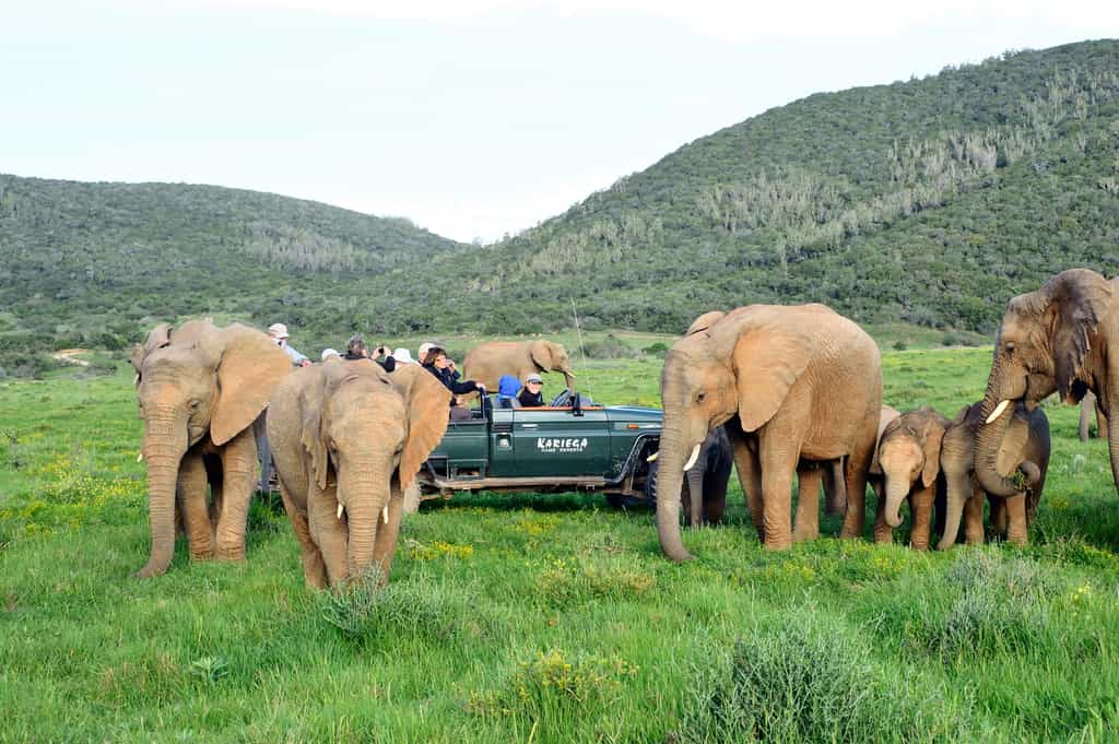 Our elephant families are very relaxed around game drive vehicles.