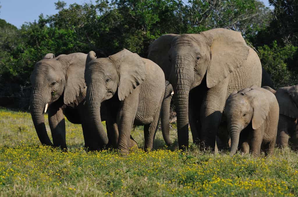 Game drive viewing a herd of Elephant