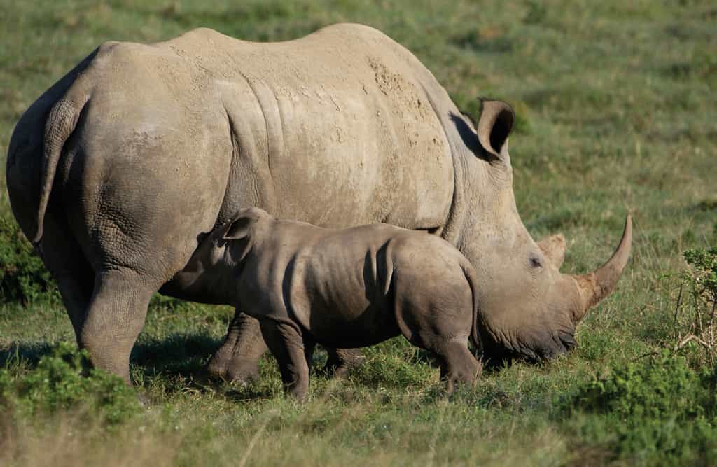 Mother and baby Rhino