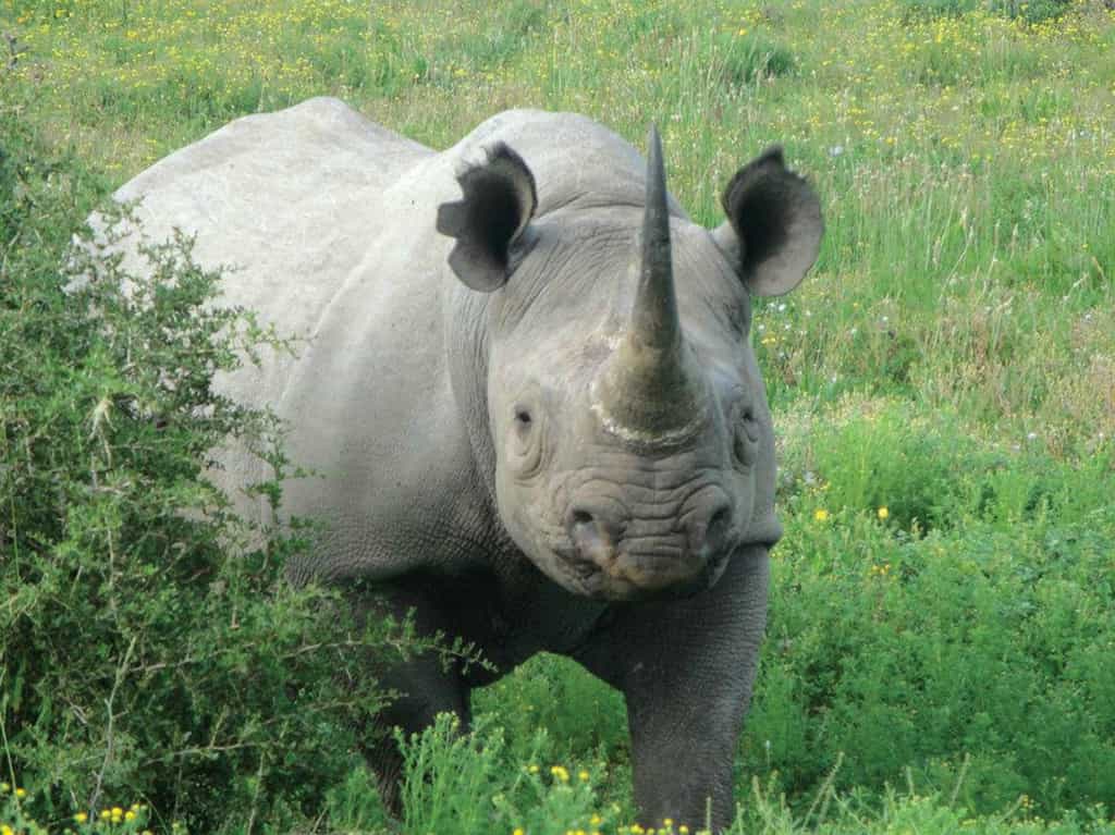 Game drive viewing Rhino