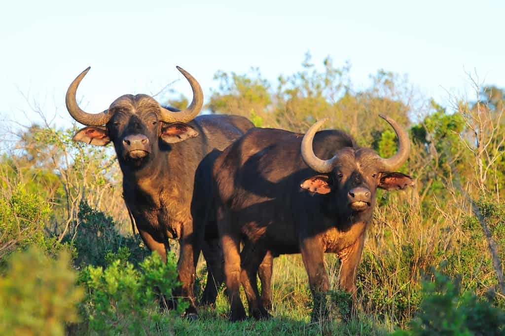 Game drive viewing Buffalo