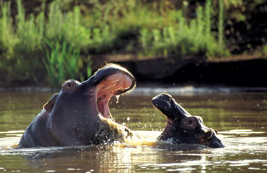 Hippos in the water