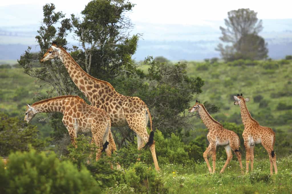 Game drive viewing Giraffe