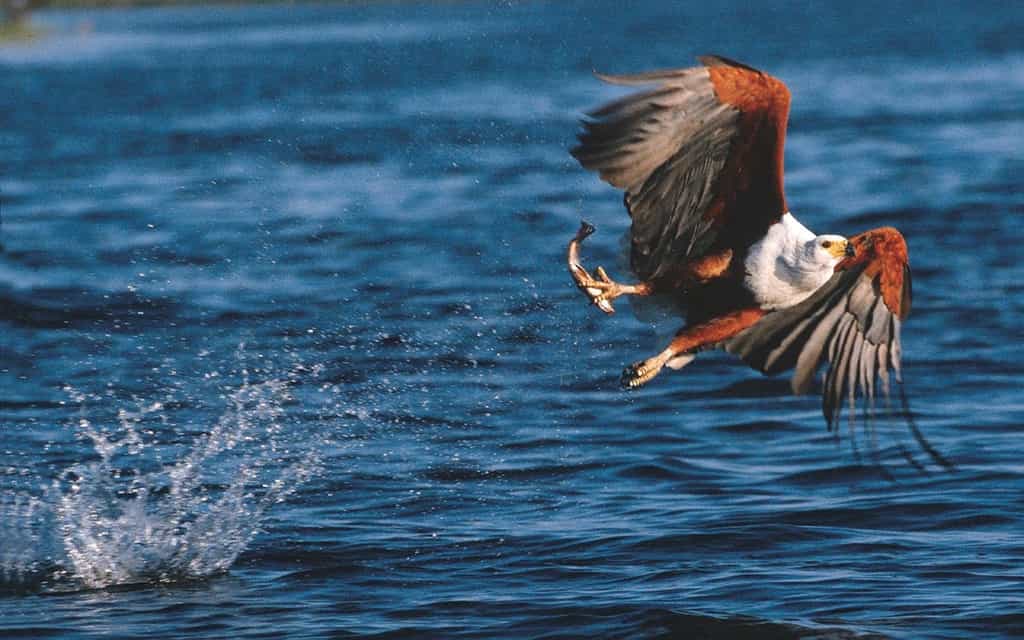 A paradise of birdlife