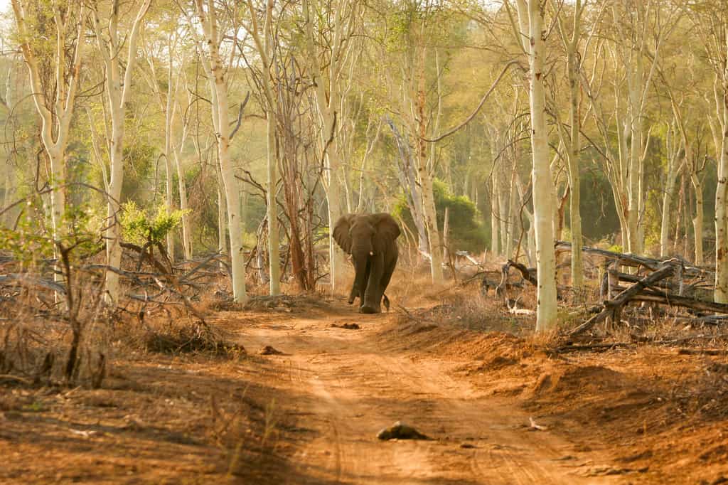 Elephant waling through Fever Tree Forest
