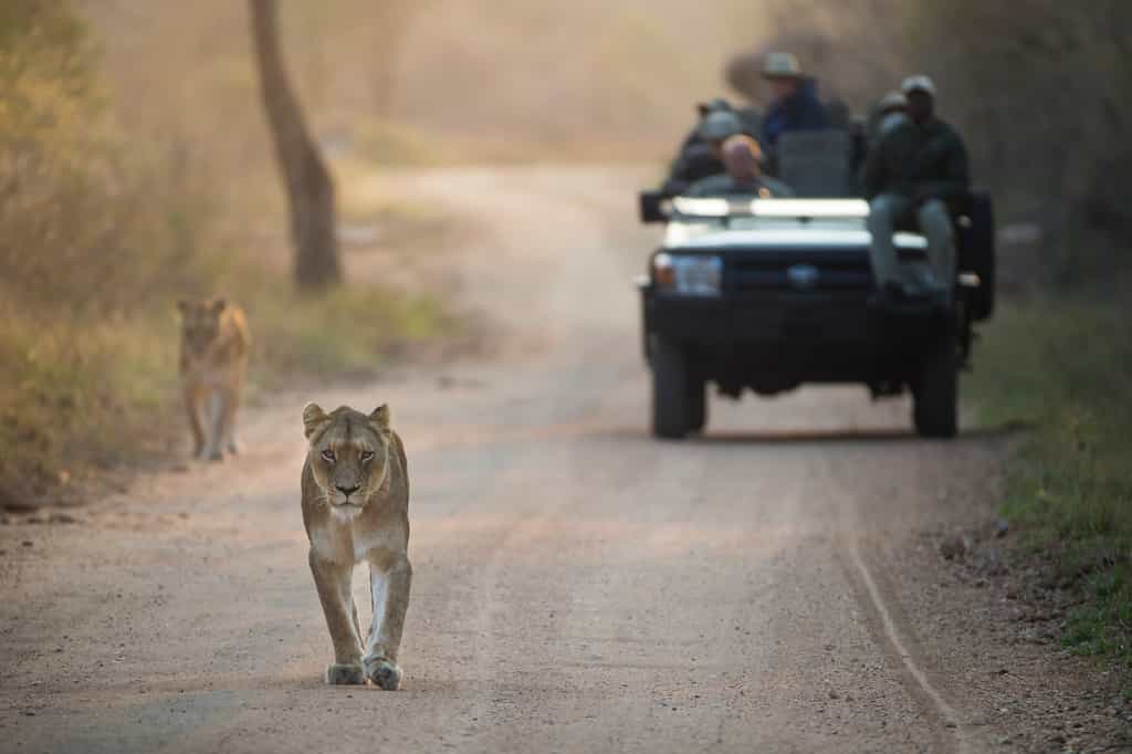 Close-up encounter of a lion pride at Kapama Private Game Reserve