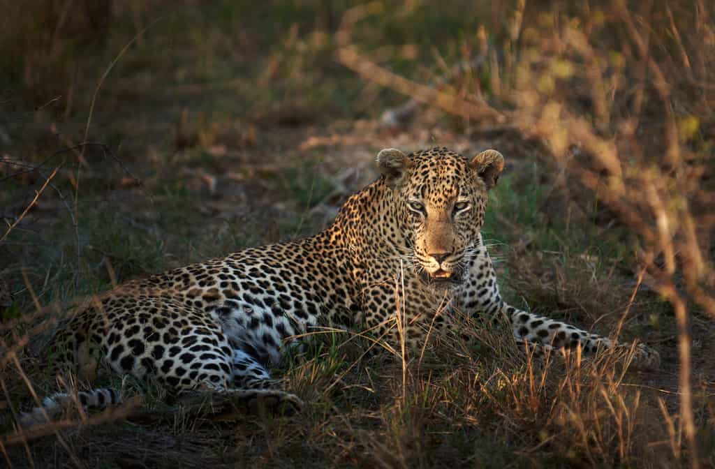 Leopard sighting during a game drive in the Kapama Private Game Reserve