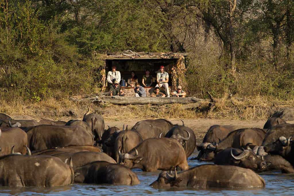 Watching buffalo from a hide