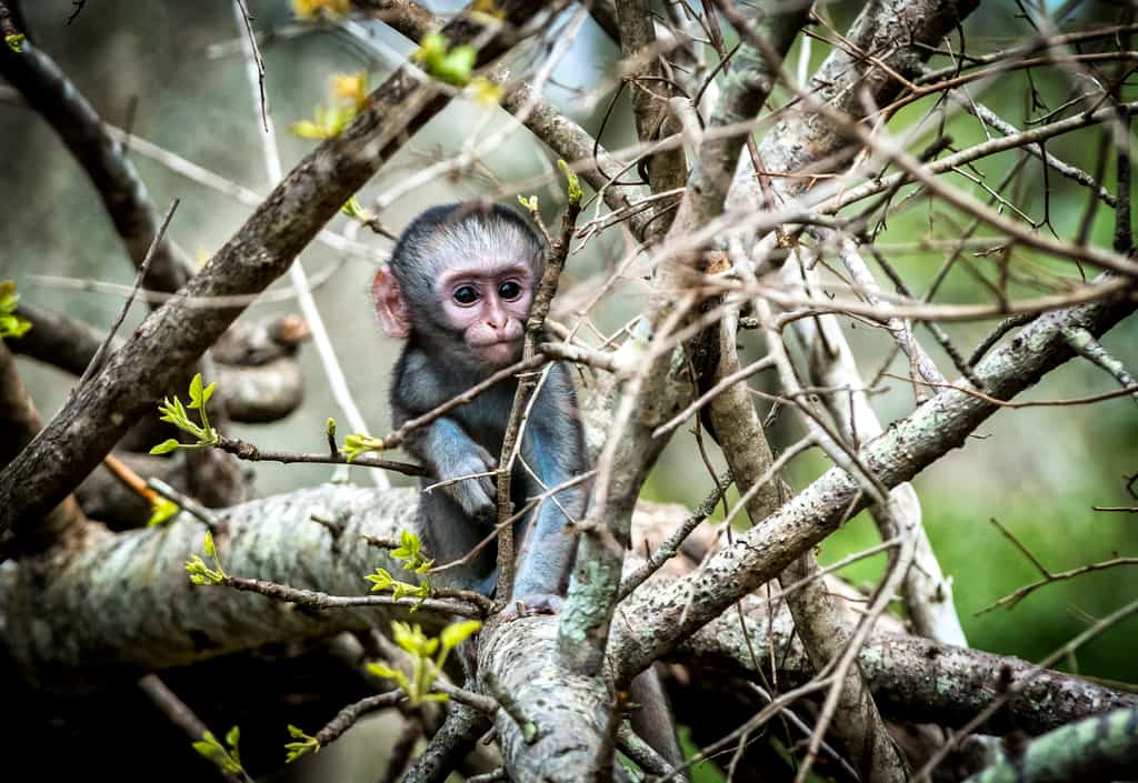 We have strived to create an authentic and comfortable safari atmosphere close to the wildlife with artistic luxury. There is a lovely pool for your enjoyment .